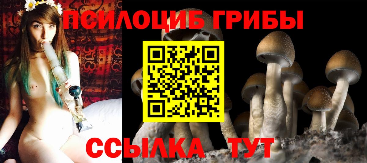 Псилоцибиновые грибы Psilocybe  Вход с VPN  Троицк 